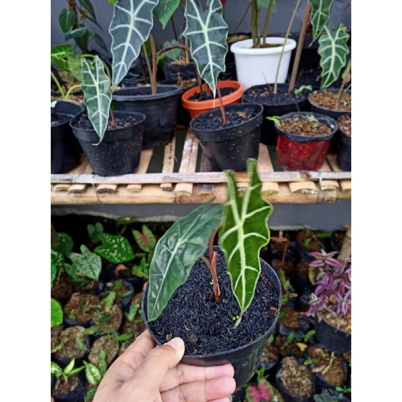 tanaman hias keladi amazon /amajon Shopee Indonesia