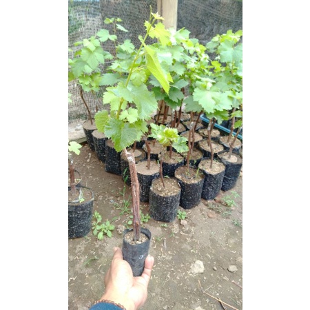 Bibit Anggur Jupiter Seedless -  Anggur Import Tanpa Biji