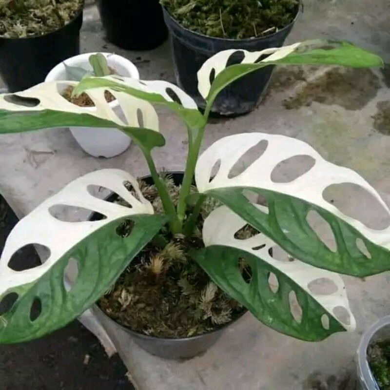 Bibit Stek Janda bolong Varigata Jepang 1 Daun / Jabol jepang