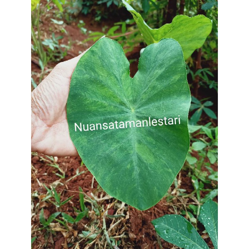 Tanaman Colocasia Lime Ade / colocasia limeade