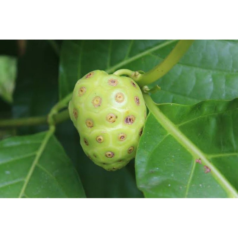 

buah mengkudu segar 1kg kekebalan tubuh
