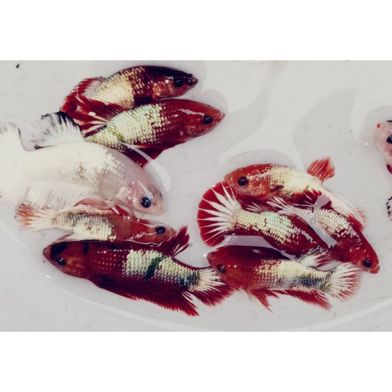 Betta/cupang fccp red head fccp army red head