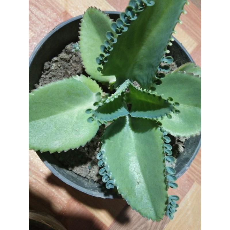 Gambar daun tumbuh daun yang dijual di Shopee Indonesia