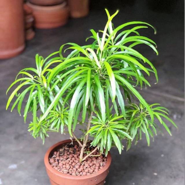 Bibit Tanaman Hias Zodiak Zodia Pengusir Nyamuk Tanaman Herbal Shopee Indonesia