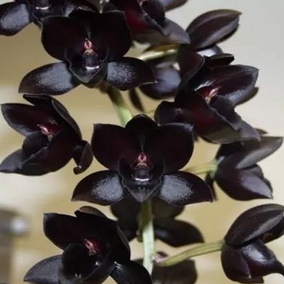 Anggrek Catasetum Fdk After Dark | Anggrek Bunga Cantik
