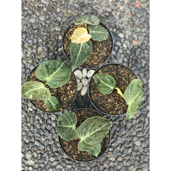 Philodendron Melanochrysum