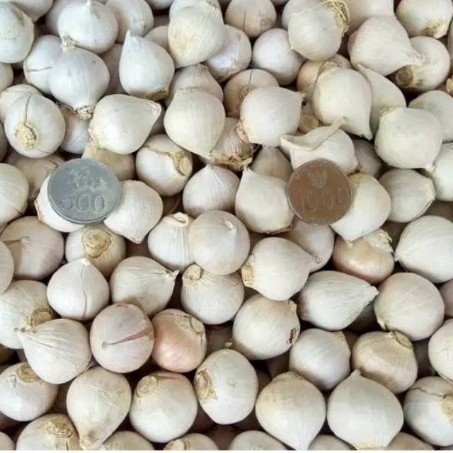 

BAHAN BLACK GARLIC BAWANG TUNGGAL/LANANG 1/2KG