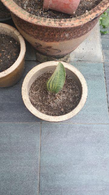 Tanaman Hias Sansivera Masoniana White Varigata Plus Pot Nursery