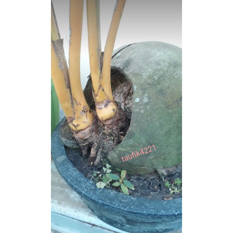 bonsai kelapa kembar 2