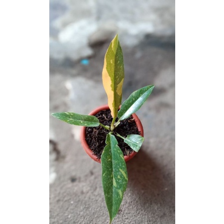 philodendron ring of fire variegata / philodendron gergaji variegata