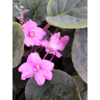 Jual tanaman bunga violces/violeta africana cuidados | Shopee Indonesia