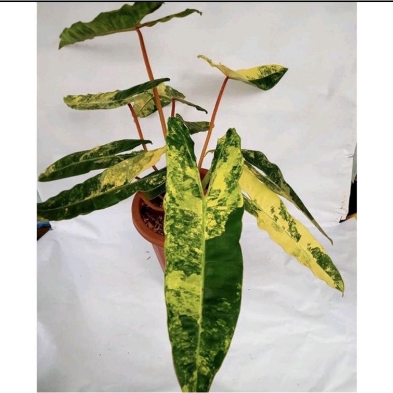 Bibit/Batang Bonggol Philodendron Kabel Busi Variegata