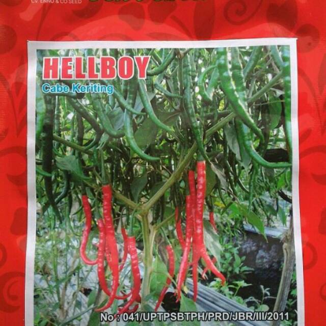 Bibit cabe keriting kulitas unggulan