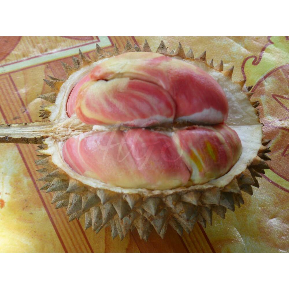 Download 4200 Koleksi Gambar Durian Pelangi  Gratis HD