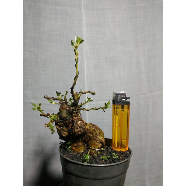 Bonsai Loa Bogel berkarakter