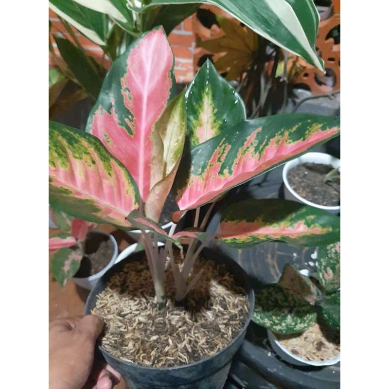 Aglonema Red Kochin murah - Tanaman hias aglonema red kochin