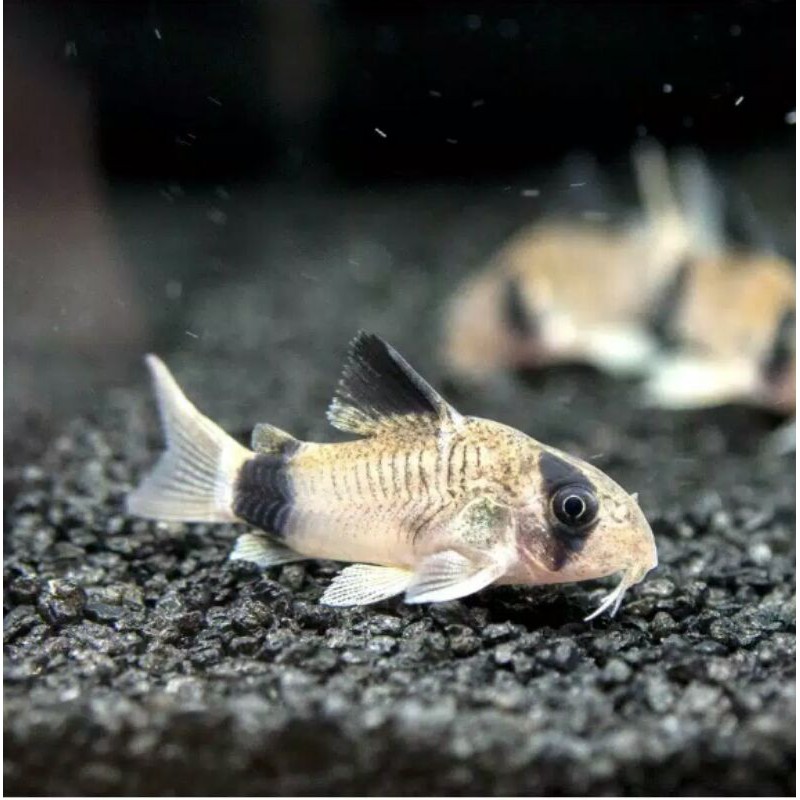 Ikan Hias Corydoras Panda