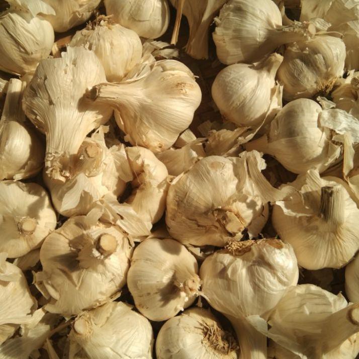 

Bagus Dipakai bawang putih kating kotor 1 kg TR6!