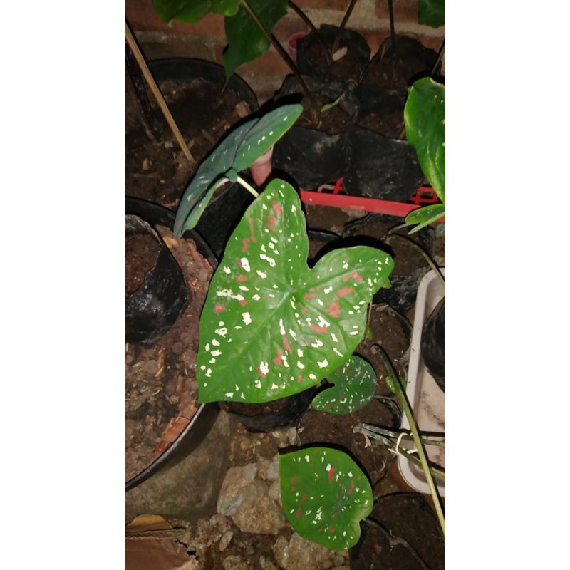 

keladi three colour/3 warna