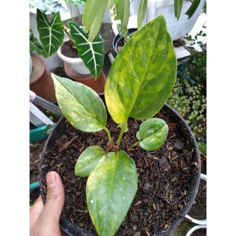 Anturium jemani mangkok varigata