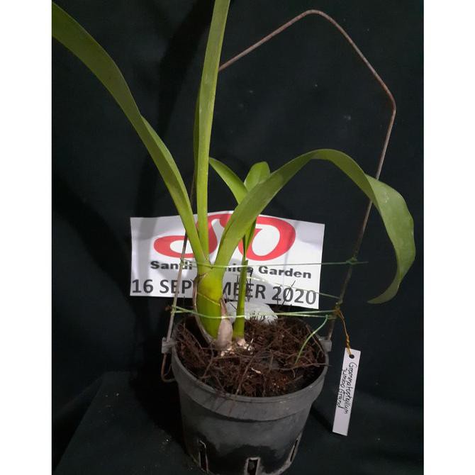 Grammatophyllum Jumbo Grand