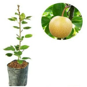 Bibit Pohon Tanaman Buah Pir Pear Nashi Murah