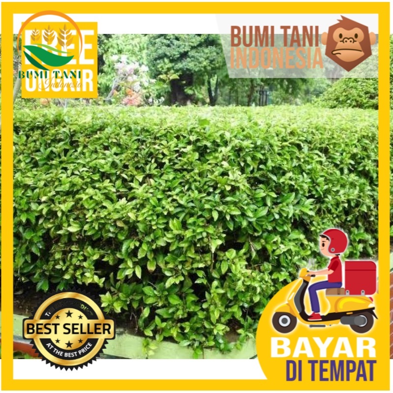 Jual Acalypha Siamenis Tanaman Pagar Hidup Teh Tehan Shopee Indonesia