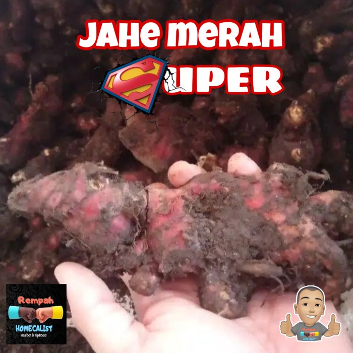 

tradisional-minuman- jahe merah superan 1kg/ jahe merah medan rimpang besar -minuman-tradisional.