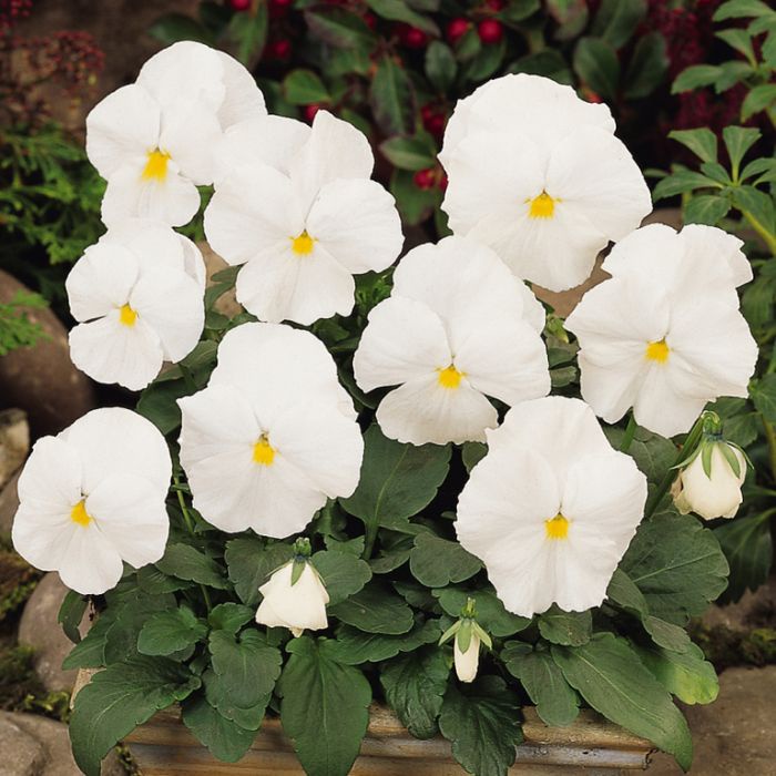 Benih Bibit Biji - Bunga Pansy Swiss Giant White Lady Pure White Flower Seeds - IMPORT