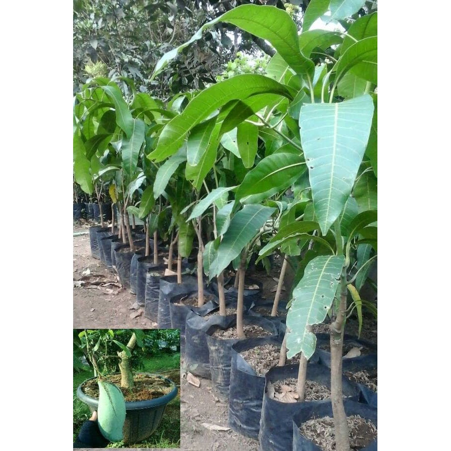 Jual Bibit Mangga Mahatir Raksasa Okulasi   /Bibit/Binih