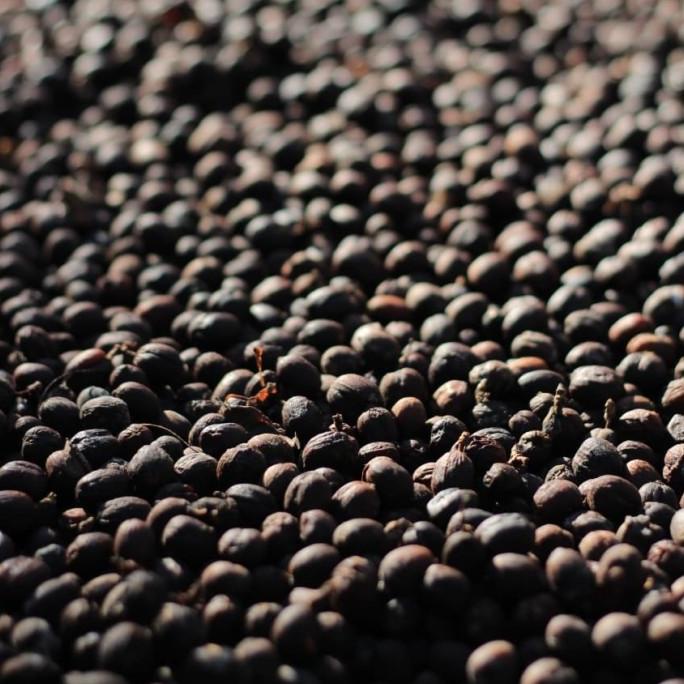 

Natural Kayumas Greenbean 1Kg New Crop