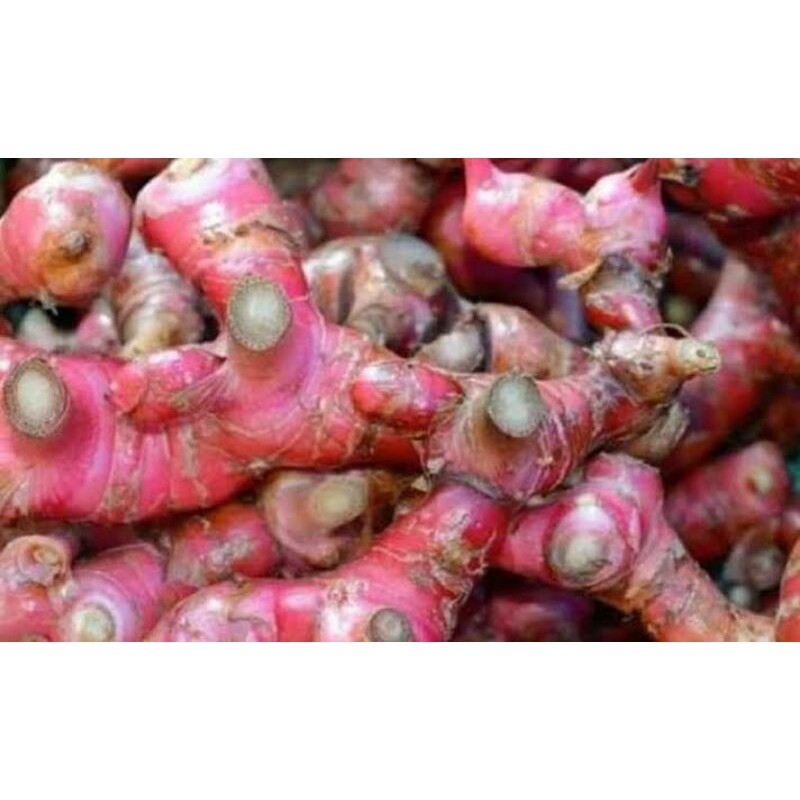

Jahe Merah Fresh 1 Kg