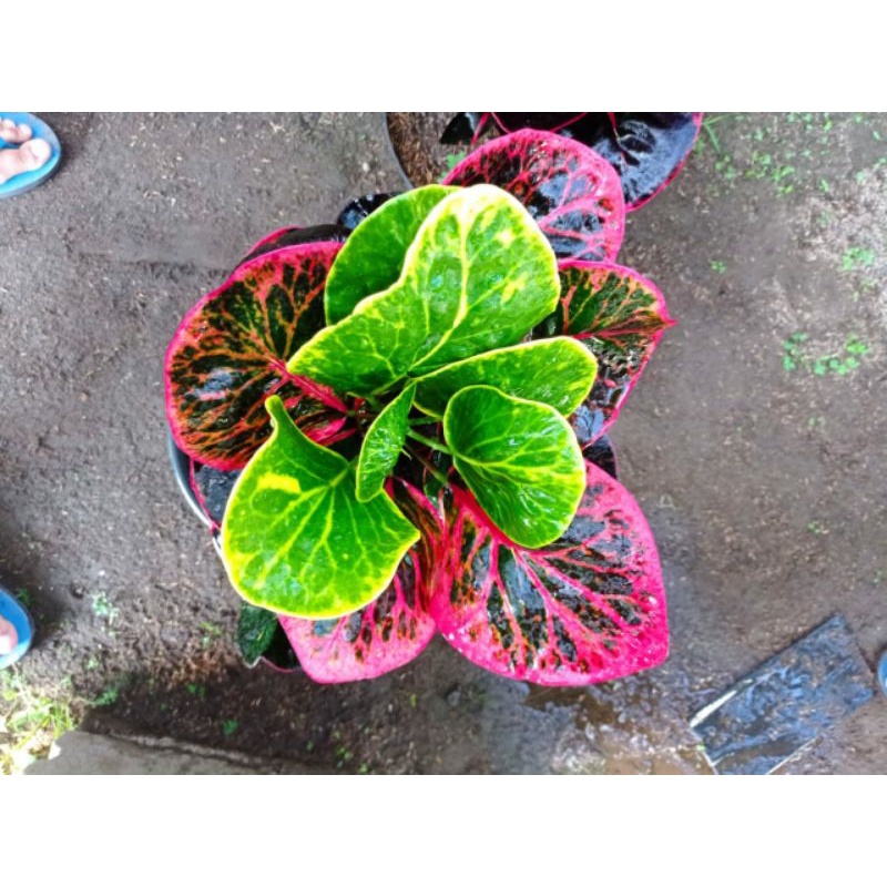 tanaman hias puring apel busarin