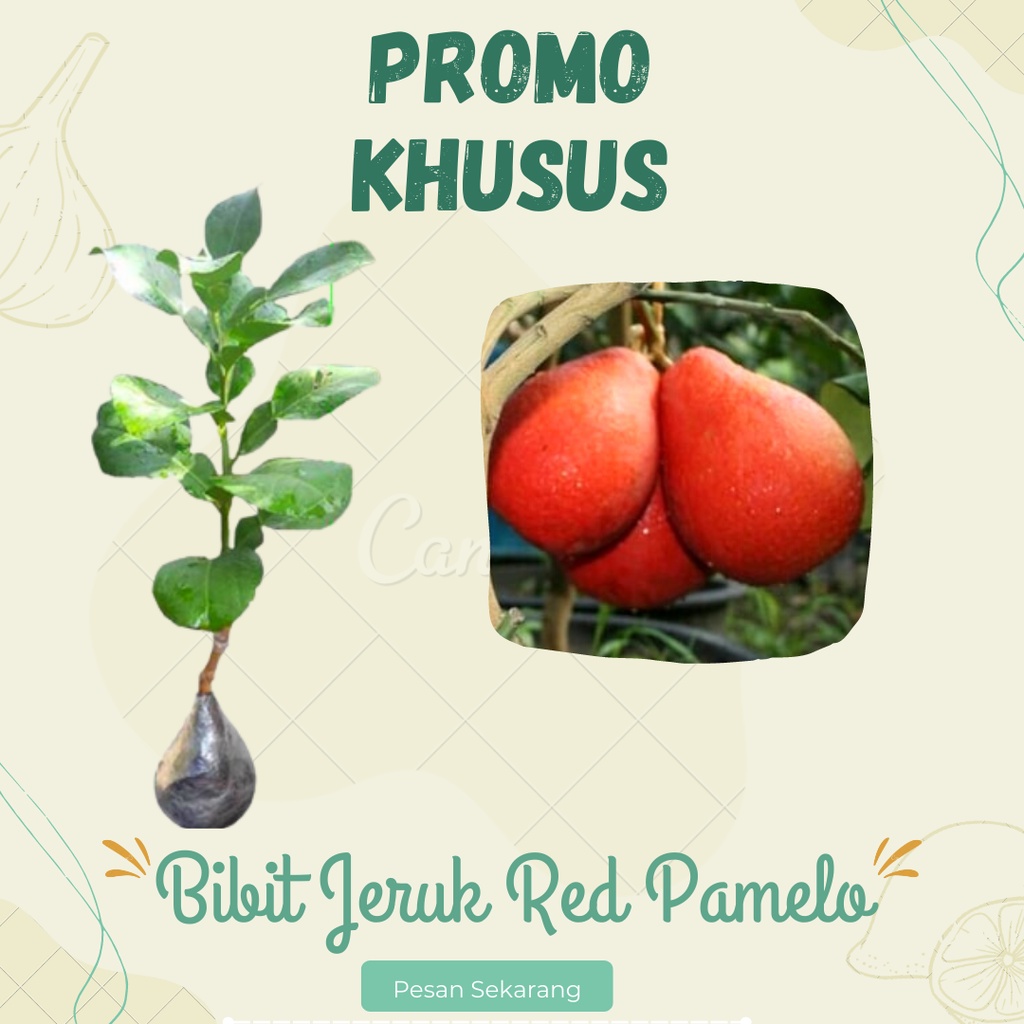 BIBIT RED PAMELO / JERUK BALI MERAH RUBI