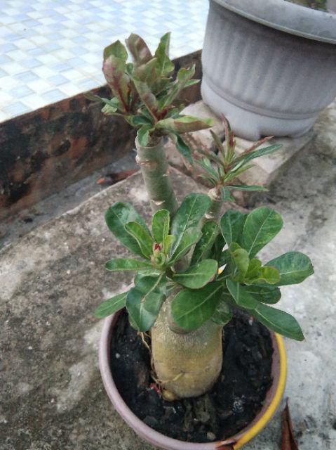 Bibit Bunga Kamboja Jepang Adenium Triple 1 Batang 3 Warna Terbaru 2019