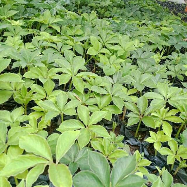 Bibit porang polybag dari katak mini