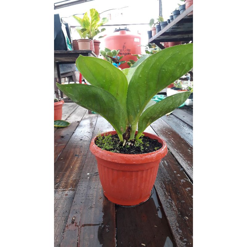 Jemani Varigata Antorium