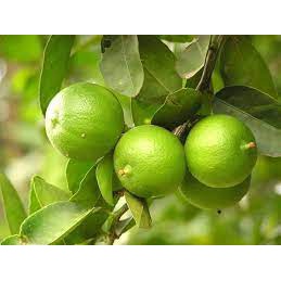 bibit jeruk nipis okulasi