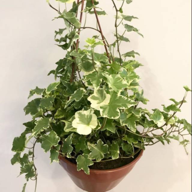 Tanaman Gantung IVY Varigata - Hedera Helix Papper - Hebat