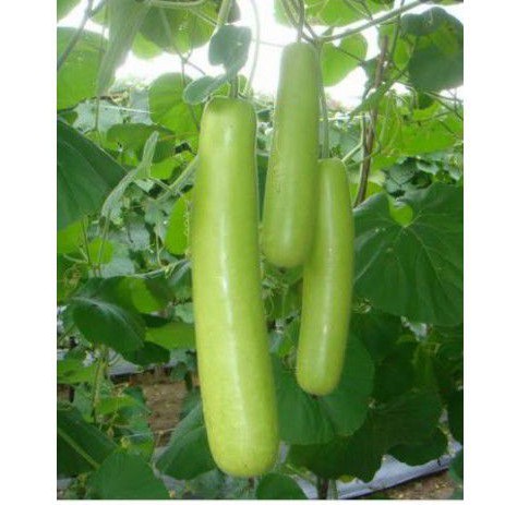 

Labu air harga harga 1pcs