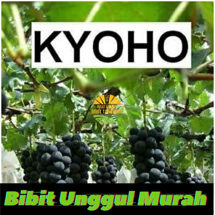 Bibit anggur import kyoho Grafting Siap Berbuah