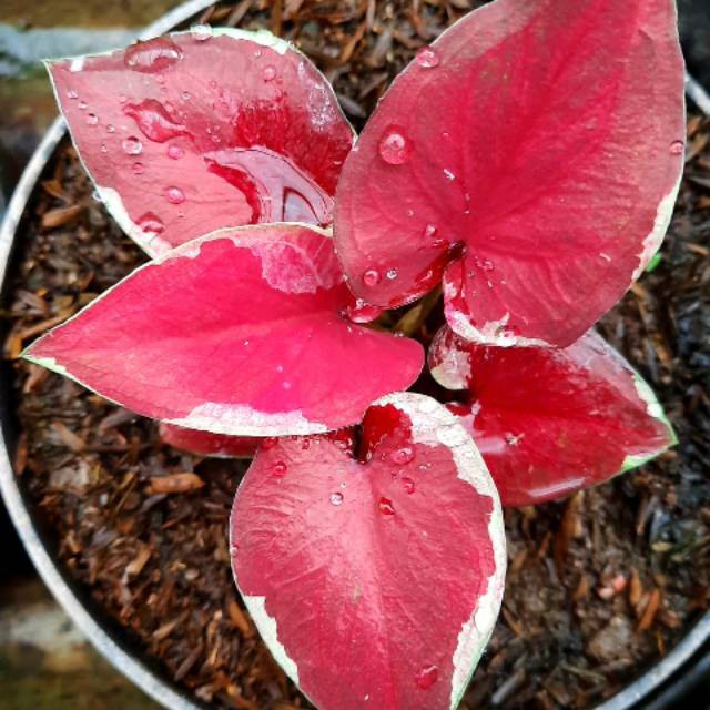 Bonggolan Caladium Dwi Warna