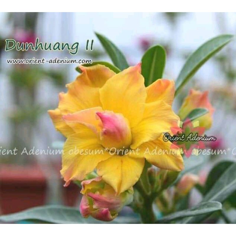 ADENIUM BUNGA TUMPUK *DUN HUANG II*