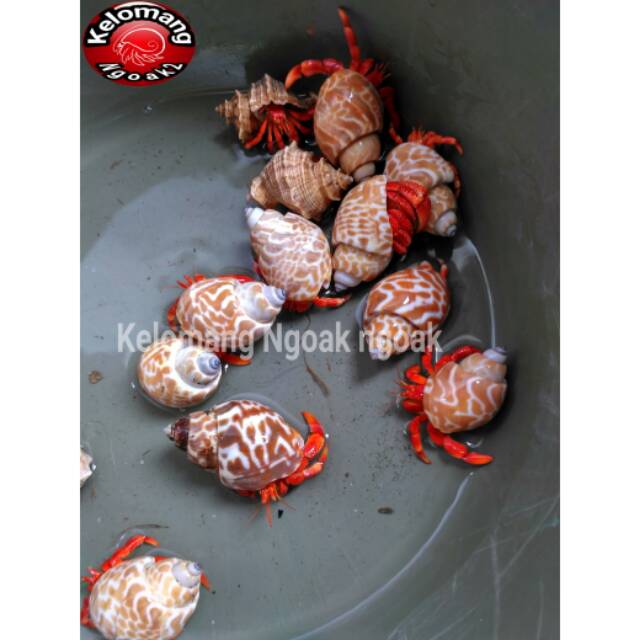 Kelomang strawberry size S cangkang keong macan