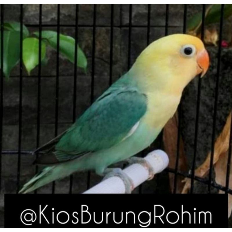 burung lovebird PB turqouise jantan/betina paud dan dewasa