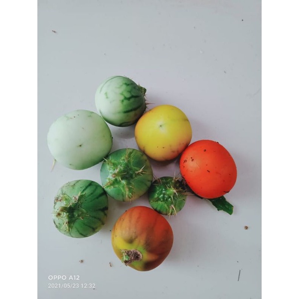 

termurah buah terong pari 500 gram segar