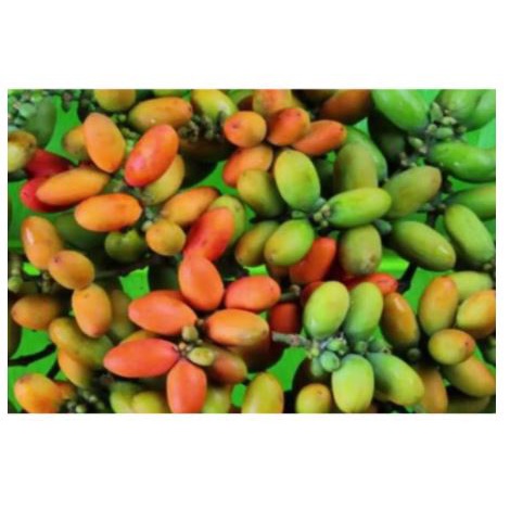 

Grosir 100 gram Melinjo Segar Murah