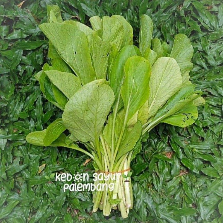 

sayur sawi manis caisim 1 ikat