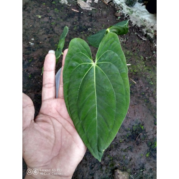 Anthurium Dark Phoenix Original