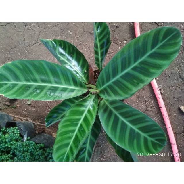 Tanaman hias calathea zebrina